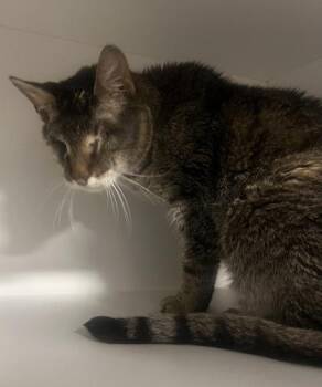 Carl -  Domestic Short Hair Cat for Adoption in West Chester, Pennsylvania - Carl | PetCurious