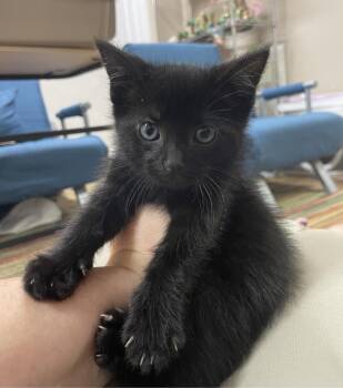 Spruce -  Domestic Short Hair Cat for Adoption in Rossville, Georgia - Spruce | PetCurious