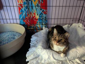 Chloe Skye -  Domestic Short Hair Cat for Adoption in Greenwich Township, New Jersey - Chloe Skye | PetCurious