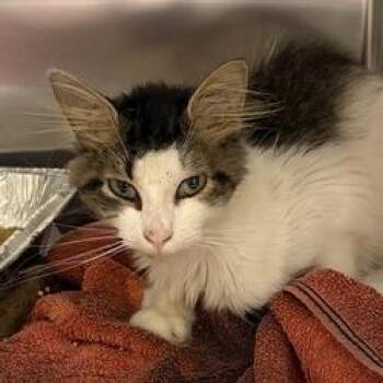 Miso -  Domestic Short Hair Cat for Adoption in Asheville, North Carolina - Miso | PetCurious