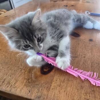 Pablo -  Domestic Long Hair Cat for Adoption in Folsom, Louisiana - Pablo | PetCurious