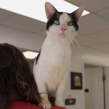Penguin -  Domestic Short Hair Cat for Adoption in Birmingham, Alabama - Penguin | PetCurious