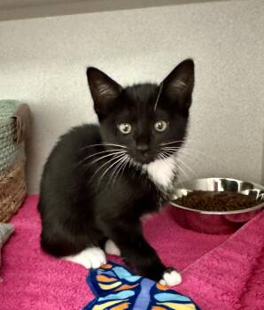 Tuxedo and Domestic Short Hair Cats Available for Adoption in Red Bluff, California - *Stormy | PetCurious