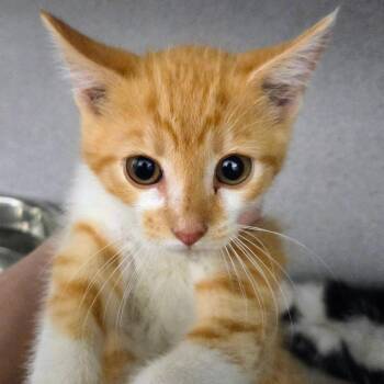 Bum Bum -  Domestic Short Hair and Manx Cat for Adoption in Sheridan, Wyoming - Bum Bum | PetCurious