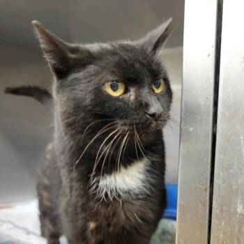 Kayli -  Domestic Long Hair Cat for Adoption in Ruckersville, Virginia - Kayli | PetCurious