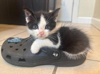 Cow Girl -  Domestic Short Hair Cat for Adoption in Pomona, New York - Cow Girl | PetCurious