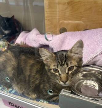 Jasper -  Domestic Long Hair and Domestic Short Hair Cat for Adoption in Bellevue, Washington - Jasper | PetCurious