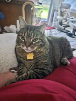 Ella (VIDEO) sweet girl. Needs Quiet home -  Domestic Short Hair Cat for Adoption in Port Orange, Florida - Ella (VIDEO) Sweet Girl. Needs Quiet Home | PetCurious