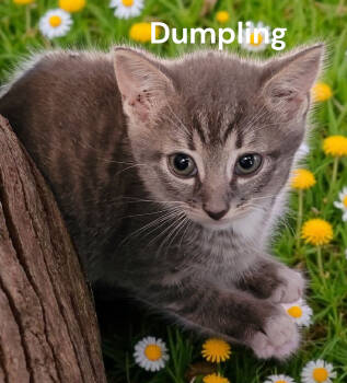 Rescue Tabby Cats for Adoption in Weems, Virginia - Dumpling | PetCurious