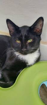 Rescue Domestic Short Hair Cats for Adoption in Hartwell, Georgia - 7367 Fritz | PetCurious