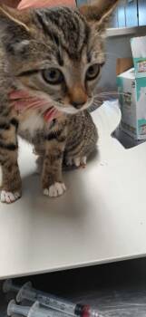 Domestic Short Hair Cats Available for Adoption in Georgetown, Ohio - Clove | PetCurious