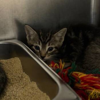Calvin -  Domestic Short Hair Cat for Adoption in Fort Smith, Arkansas - Calvin | PetCurious