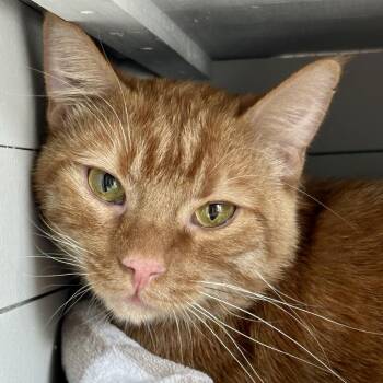 Buddy -  Domestic Short Hair Cat for Adoption in Durango, Colorado - Buddy | PetCurious