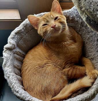 Remy -  Domestic Short Hair Cat for Adoption in New Berlin, Wisconsin - Remy | PetCurious
