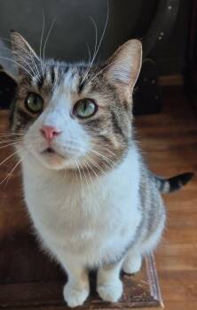 Cupid -  Domestic Short Hair Cat for Adoption in Hamilton, Michigan - Cupid | PetCurious