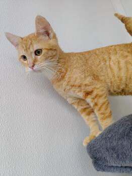 Rescue Domestic Short Hair Cats for Adoption in Corpus Christi, Texas - Eowyn | PetCurious