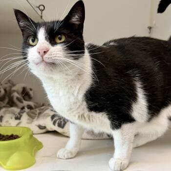 Selena -  Domestic Short Hair Cat for Adoption in Oakland, California - Selena | PetCurious
