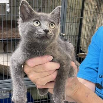 Paprika -  Domestic Short Hair Cat for Adoption in East Montpelier, Vermont - Paprika | PetCurious
