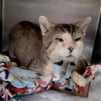 Raza -  Domestic Medium Hair Cat for Adoption in Westminster, California - Raza | PetCurious