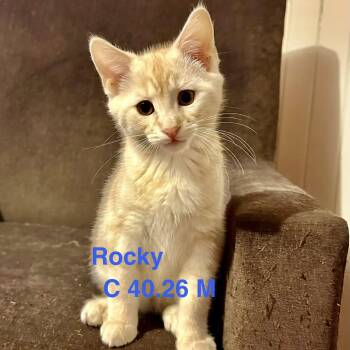Domestic Short Hair Cats Available for Adoption in Batavia, New York - Foster Rocky | PetCurious