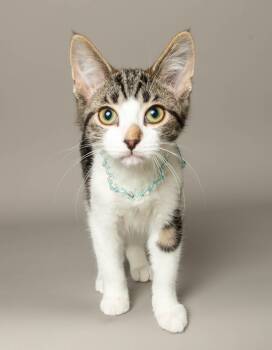 RHIANNON -  Domestic Short Hair Cat for Adoption in Wyandotte, Michigan - RHIANNON | PetCurious