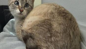 Rescue Domestic Short Hair Cats for Adoption in Houston, Texas - Snow Cone | PetCurious