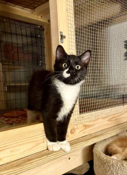 Rescue Domestic Long Hair Cats for Adoption in Columbia, South Carolina - Jinxy | PetCurious