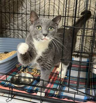 Rescue Domestic Short Hair Cats for Adoption in Palmyra, Virginia - Mason | PetCurious