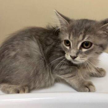 Dolan -  Domestic Long Hair Cat for Adoption - Dolan | PetCurious