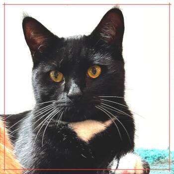 Rescue Domestic Short Hair Cats for Adoption in Cumming, Georgia - Frankfort | PetCurious