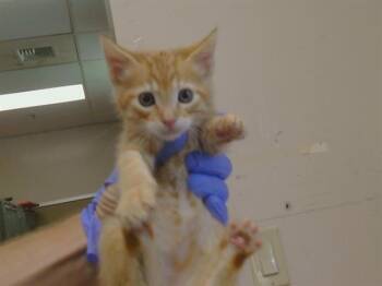 BAGHEERA -  Domestic Short Hair Cat for Adoption in Sacramento, California - BAGHEERA | PetCurious