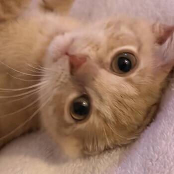 Gouda -  Domestic Short Hair Cat for Adoption in Georgetown, Kentucky - Gouda | PetCurious