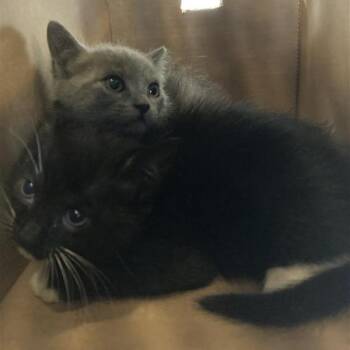 Domestic Short Hair Cats Available for Adoption - Billie | PetCurious