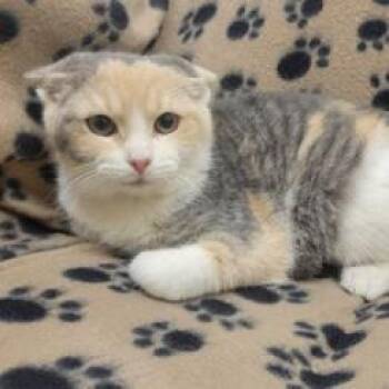 Mara -  Domestic Short Hair Cat for Adoption in Waynesboro, Pennsylvania - Mara | PetCurious