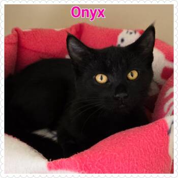 Rescue Domestic Short Hair Cats for Adoption in North Saint Paul, Minnesota - Onyx | PetCurious