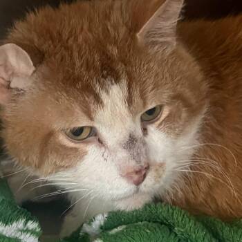 Domestic Medium Hair Cats Available for Adoption - Finn | PetCurious