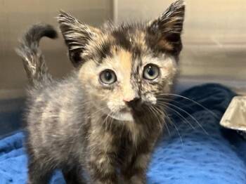 MOMO -  Domestic Short Hair Cat for Adoption in Tustin, California - MOMO | PetCurious