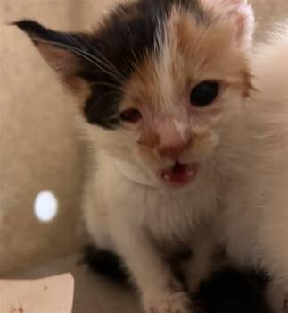 WILLOW -  Domestic Short Hair Cat for Adoption in Riverside, California - WILLOW | PetCurious