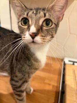 Lottie -  Domestic Short Hair Cat for Adoption in Augusta, Georgia - Lottie | PetCurious