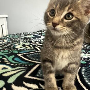 Domestic Short Hair Cats Available for Adoption in Syosset, New York - Whiskey | PetCurious