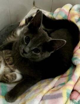 Pura -  Domestic Short Hair Cat for Adoption in Dale City, Virginia - Pura | PetCurious
