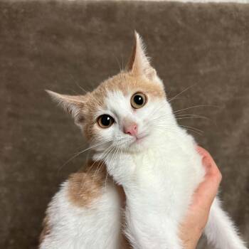 Aster -  Domestic Short Hair Cat for Adoption in Waterloo, Iowa - Aster | PetCurious