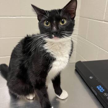 Victoria -  Domestic Short Hair Cat for Adoption in Bristol, Indiana - Victoria | PetCurious