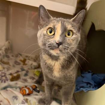 Domestic Short Hair Cats Available for Adoption in Watertown, New York - Nirvana | PetCurious