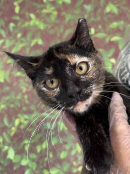 Rescue Domestic Short Hair Cats for Adoption in San Antonio, Texas - Boogie | PetCurious