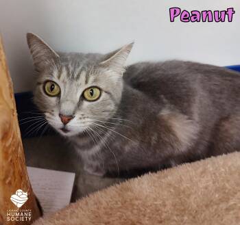 Domestic Short Hair Cats Available for Adoption in Heath, Ohio - Peanut | PetCurious
