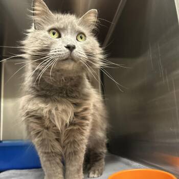 Domestic Long Hair Cats Available for Adoption in La Grange Park, Illinois - Pegasus | PetCurious