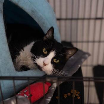 26-260 Felicity -  Domestic Short Hair Cat for Adoption in North Branford, Connecticut - 26-260 Felicity | PetCurious