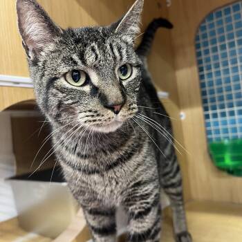 Benny -  Domestic Short Hair Cat for Adoption in Manhattan, Kansas - Benny | PetCurious