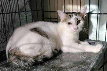 Rescue Tabby Cats for Adoption in Piscataway, New Jersey - Ricotta | PetCurious